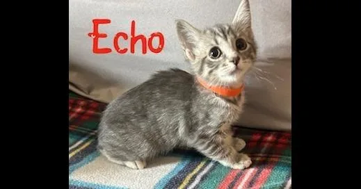 Echo thumbnail 2