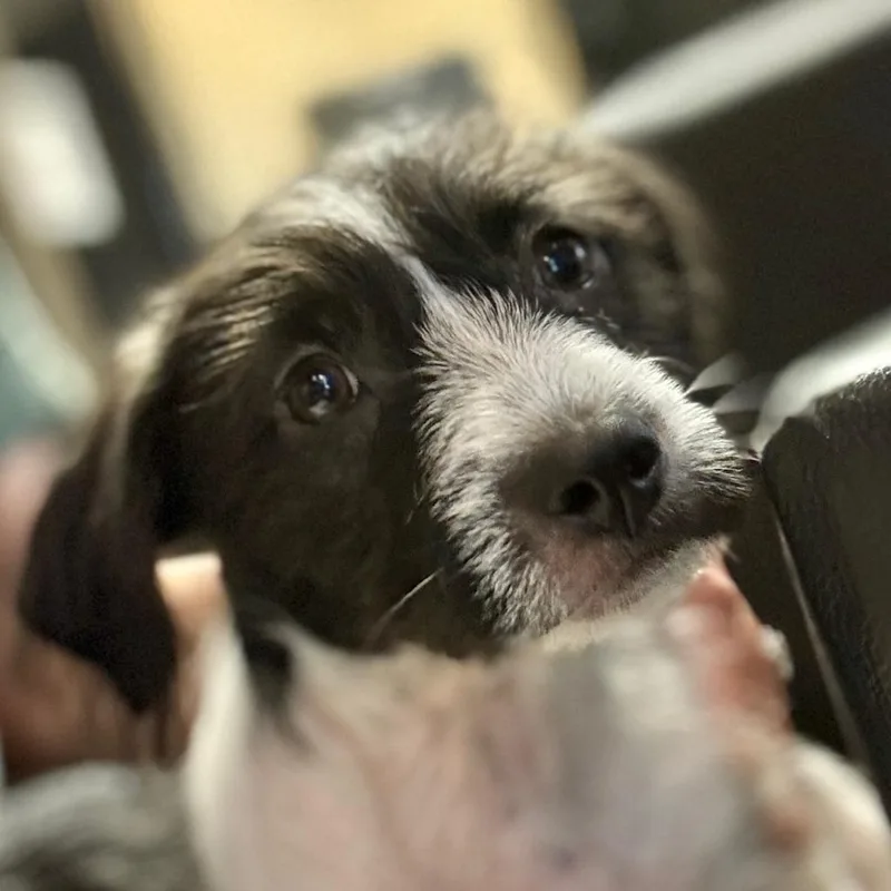 An adult small-sized female White / Cream Parson Russell Terrier dog named Daphne for adoption in San Antonio, TX