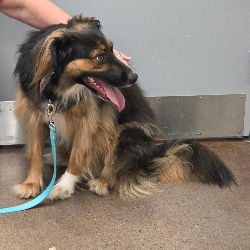 An adult small-sized female Brown / Chocolate Border Collie dog named Maddie for adoption in Chattanooga, TN