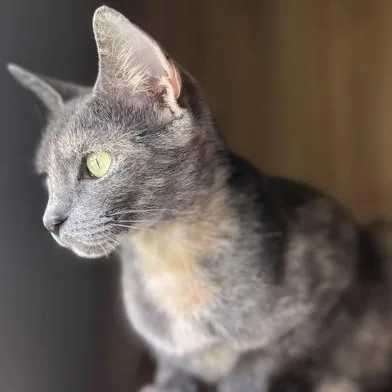 A young medium-sized female Dilute Tortoiseshell Domestic Short Hair cat named Zoe for adoption in Liverpool, TX