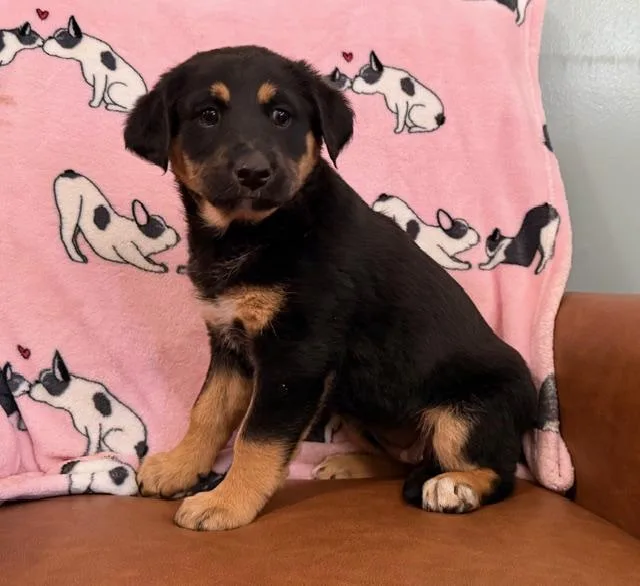 Daphne Bridgerton thumbnail 2