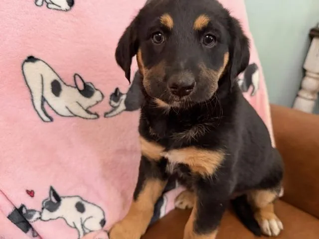 Daphne Bridgerton thumbnail 3