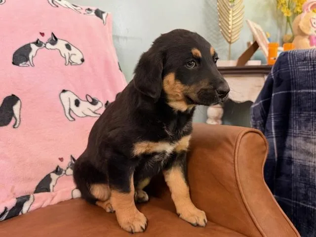 Daphne Bridgerton thumbnail 4