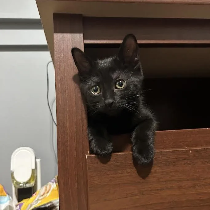 A baby small-sized female Black Domestic Short Hair cat named Tinsel for adoption in Dearborn, MI