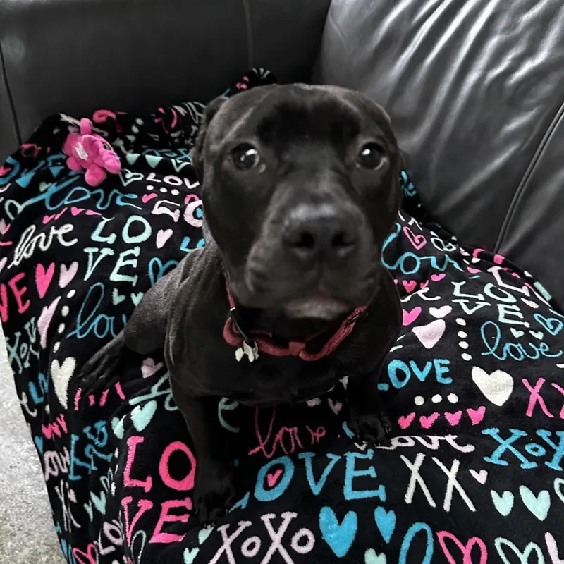 A young medium-sized female Black Pit Bull Terrier dog named Lily for adoption in Delaware, OH