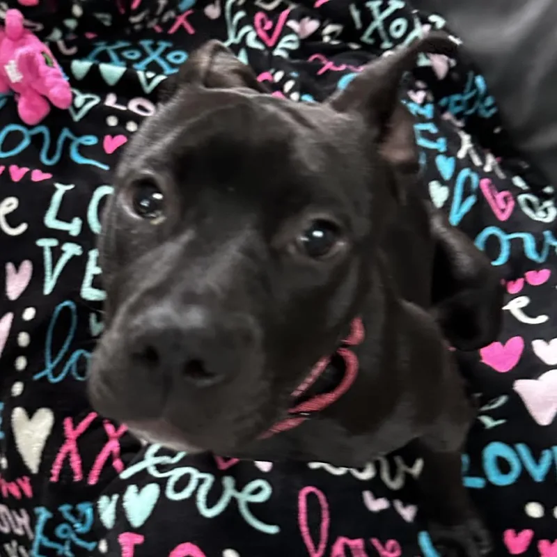 Lily thumbnail 2