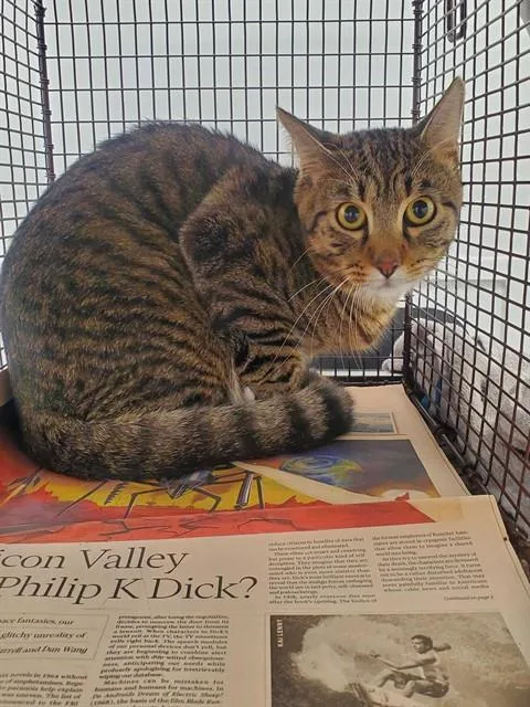 A young medium-sized male Domestic Short Hair cat named Wally for adoption in Fort Lauderdale, FL