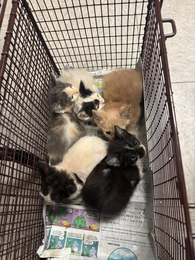 A baby medium-sized female Domestic Short Hair cat named Britta for adoption in Sorrento, LA
