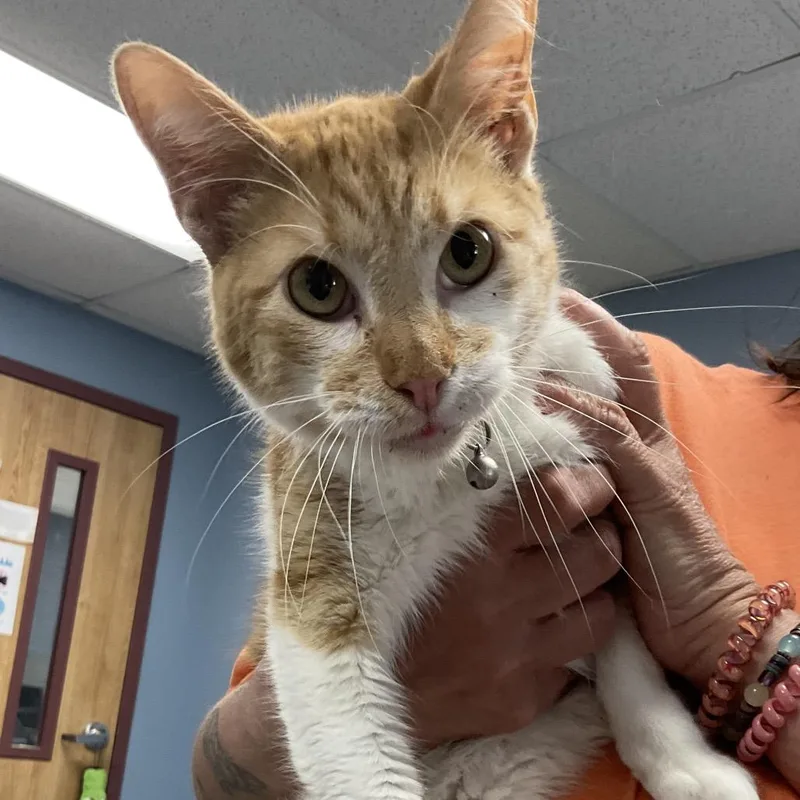 An adult medium-sized male Orange / Red Domestic Short Hair cat named Ramen for adoption in St Joseph, MO