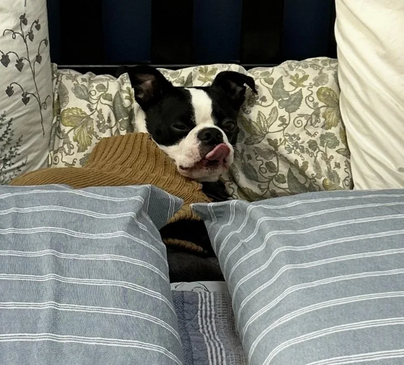 An adult small-sized male Boston Terrier dog named Chappy for adoption in New York, NY