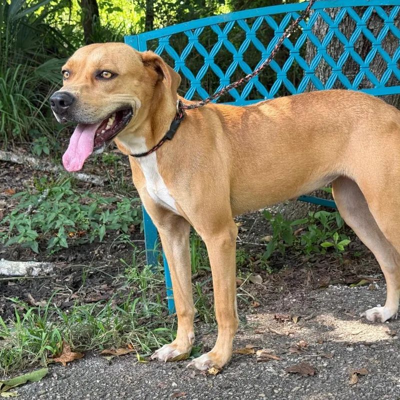 An adult medium-sized female Yellow / Tan / Blond / Fawn Mixed Breed dog named Spring for adoption in Monroeville, AL