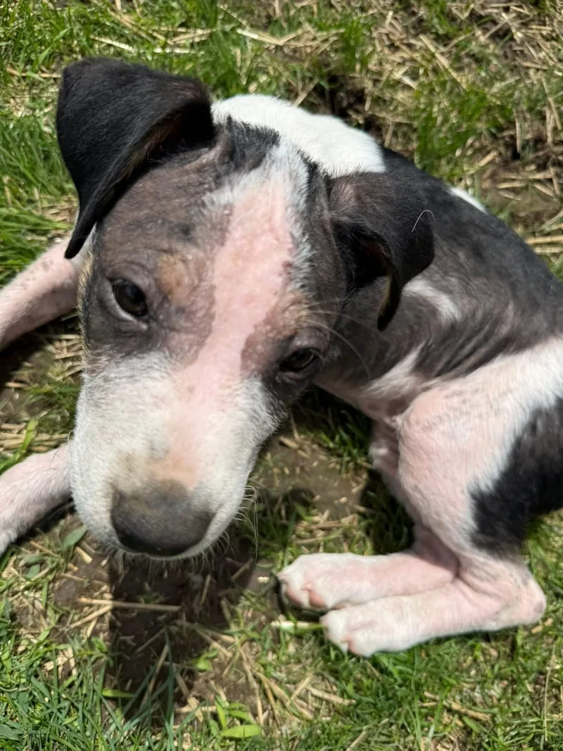 A baby medium-sized female White / Cream Hound dog named Lola for adoption in Saratoga Springs, NY