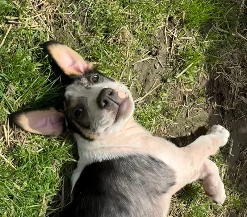 Lola thumbnail 3