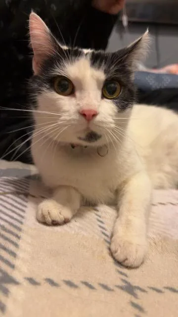 A young medium-sized female Domestic Short Hair cat named Moo moo for adoption in Greensburg, IN