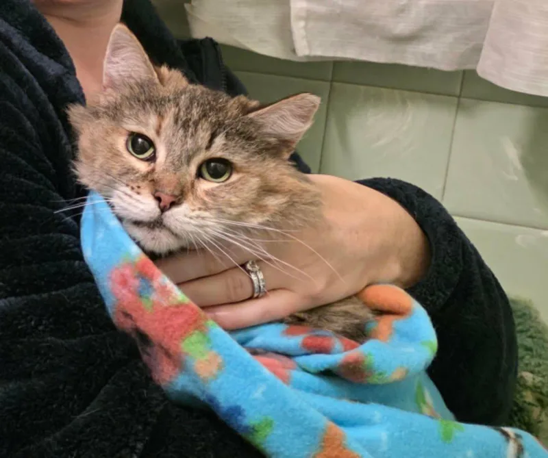 A senior medium-sized female Tabby (Brown / Chocolate) Domestic Long Hair cat named Lucille for adoption in Chicago, IL