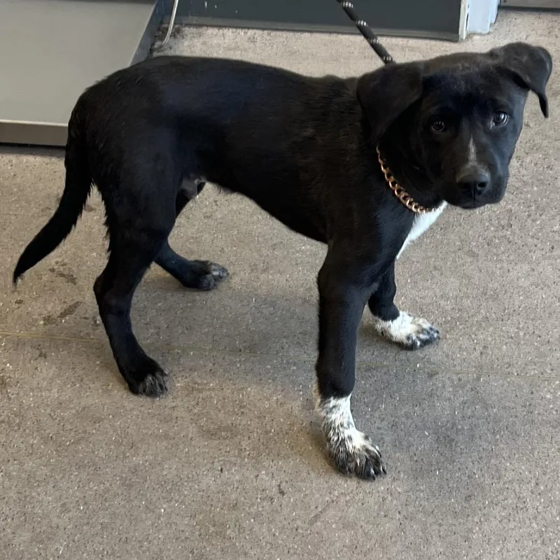 A baby large-sized male Black Mixed Breed dog named Midas for adoption in Las Cruces, NM