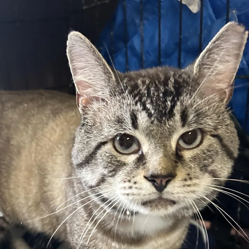 An adult large-sized male Domestic Short Hair cat named Walter for adoption in Irwin, PA