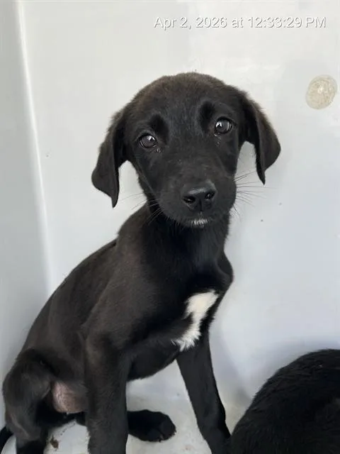 A baby small-sized female German Shepherd Dog dog named Phoenix for adoption in Augusta, GA