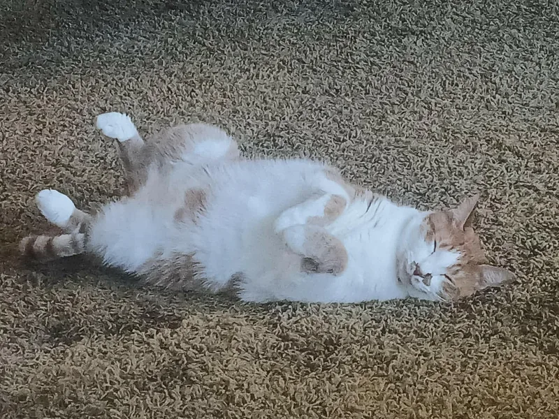 An adult medium-sized male Orange & White Domestic Medium Hair cat named Tango for adoption in Mobile, AL