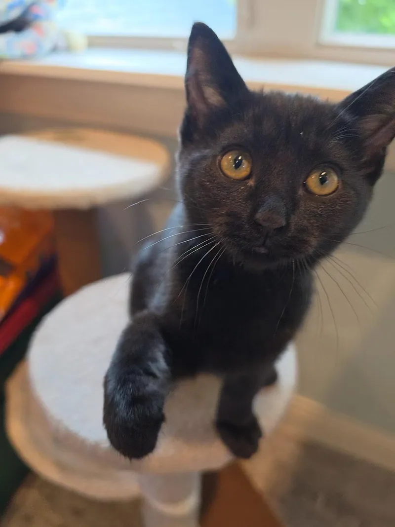 A baby medium-sized female Black Domestic Short Hair cat named Shakira for adoption in Saint Paul, MN