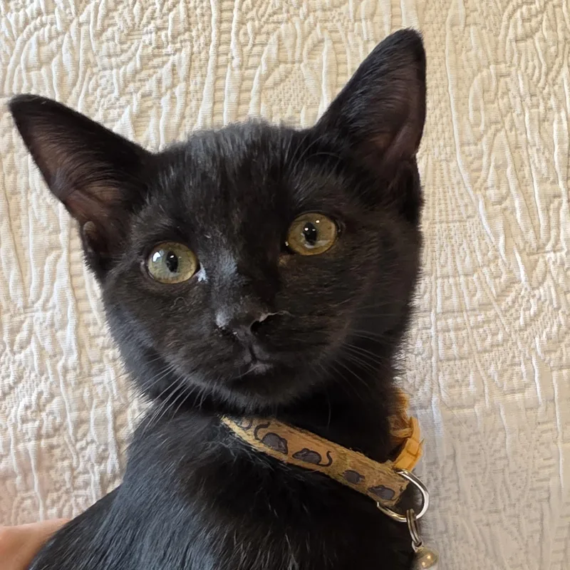 Shakira thumbnail 3