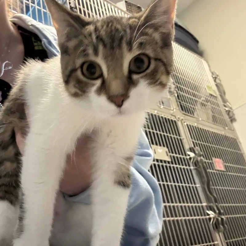 A baby small-sized female Brown / Chocolate Domestic Short Hair cat named Sidney for adoption in Columbia Station, OH
