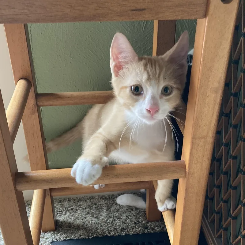 A baby small-sized male Orange & White Domestic Short Hair cat named Cheeto for adoption in Lemoyne, PA