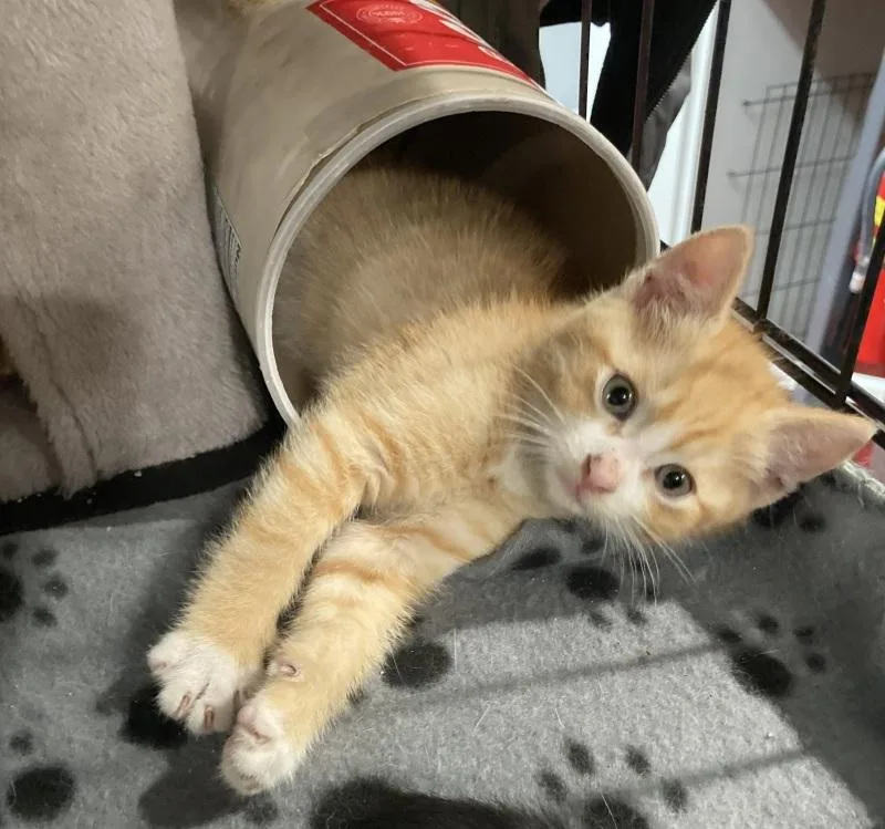 Cheeto thumbnail 3