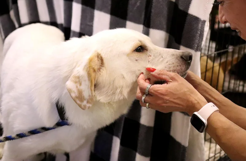 An adult medium-sized male White / Cream Labrador Retriever dog named Aspen for adoption in Kansas City, KS