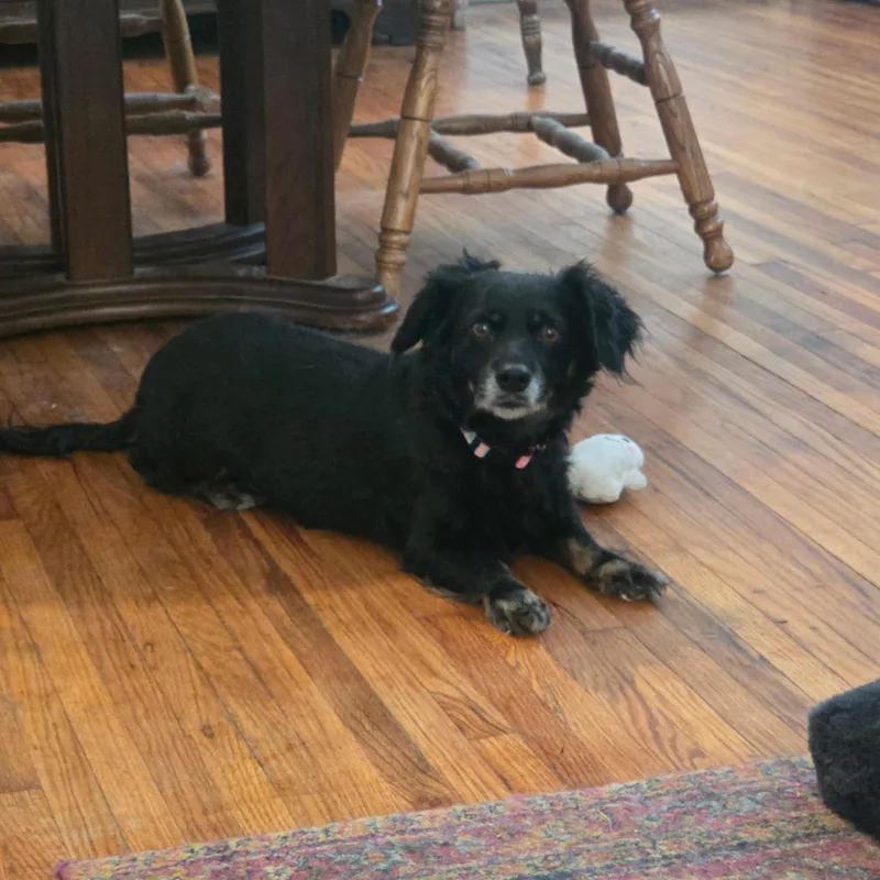 An adult small-sized female Black Dachshund (Long Haired) dog named Zelda for adoption in Broken Arrow, OK