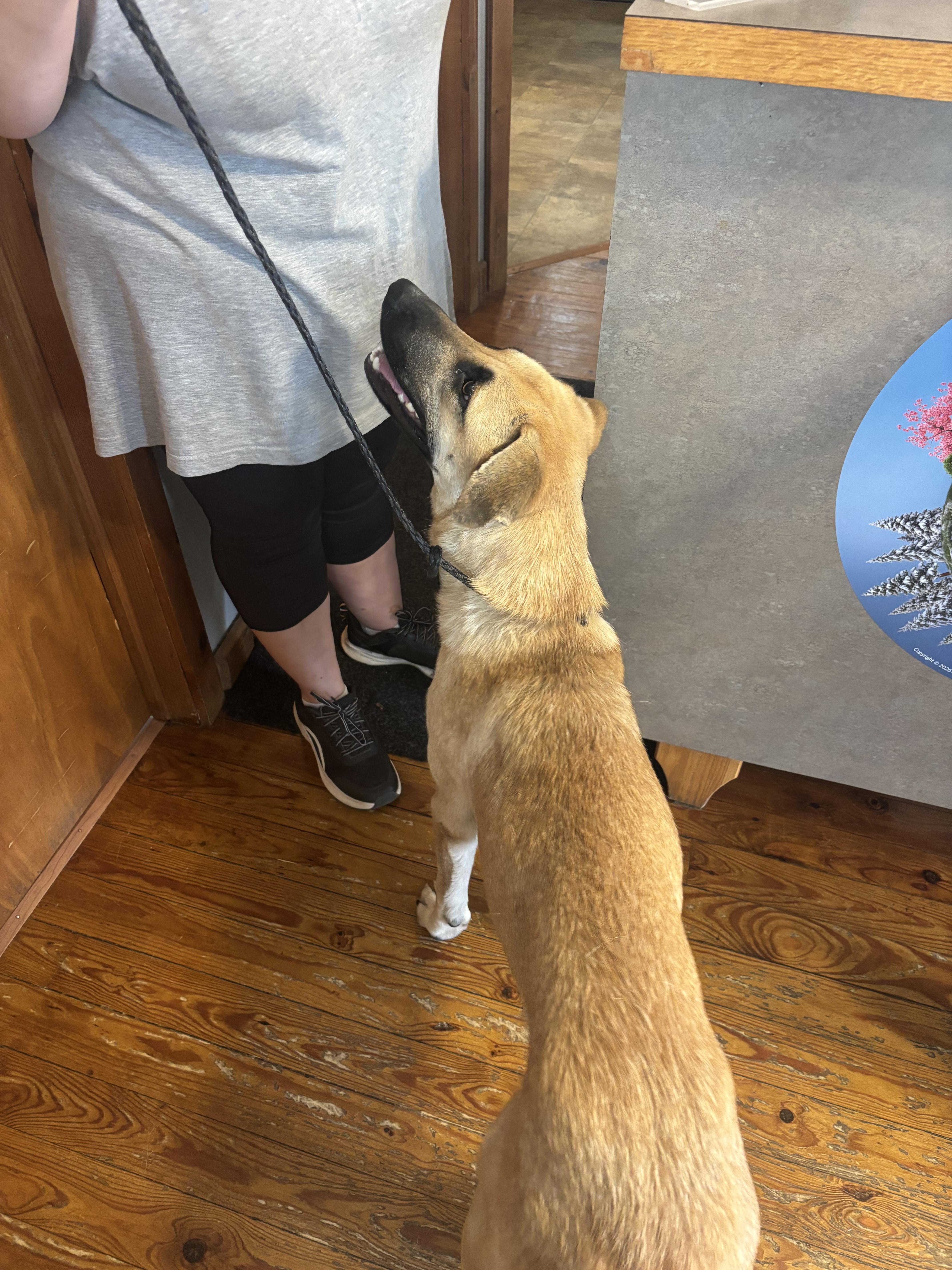 A young large-sized female Anatolian Shepherd dog named Nicki for adoption in Welling, OK