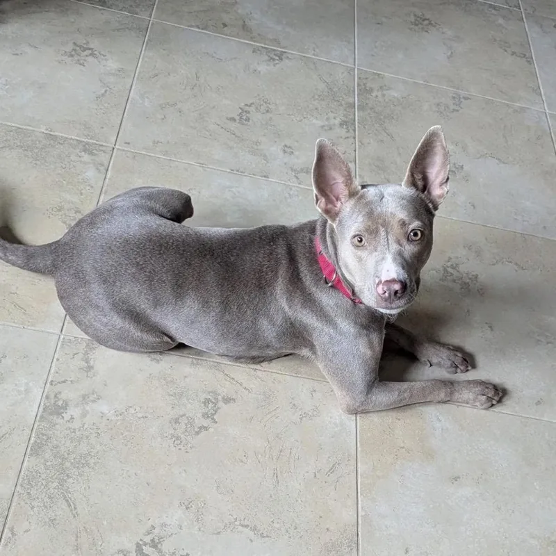 An adult medium-sized female Labrador Retriever dog named Irene Adler for adoption in League City, TX