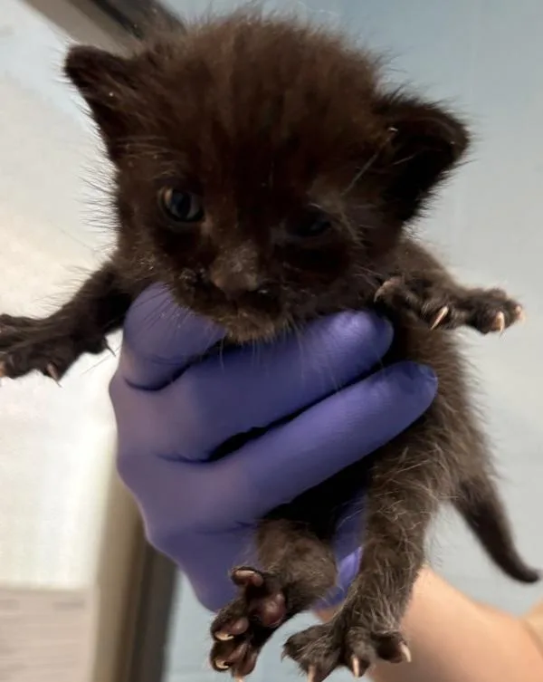 A baby small-sized male Domestic Short Hair cat named Kd George for adoption in Lawrenceville, GA