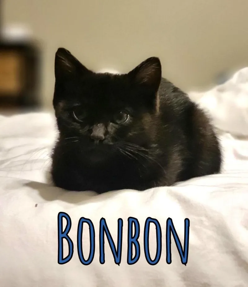 Bonbon thumbnail 4