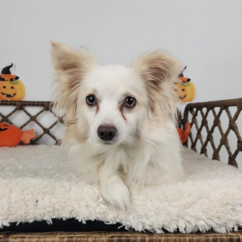 An adult small-sized male Pomeranian dog named Tuffy for adoption in Fort Wayne, IN