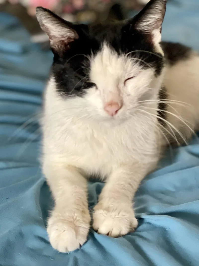 An adult medium-sized female Tuxedo cat named Clara for adoption in Flint Hill, VA