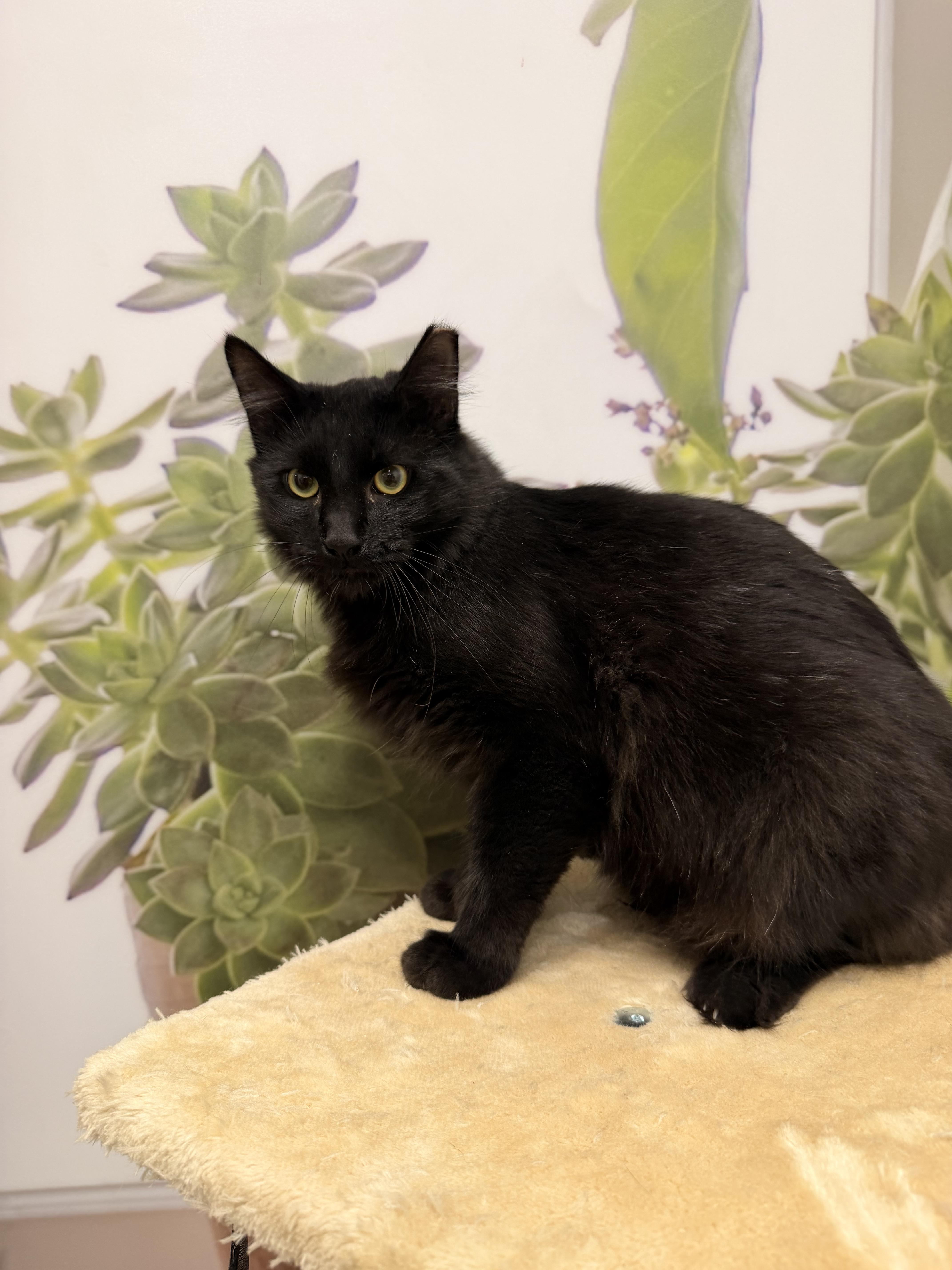A young medium-sized male Domestic Medium Hair cat named Jay INDOOR ONLY for adoption in Stockton, CA