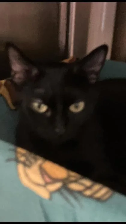 An adult medium-sized female Domestic Short Hair cat named Shana for adoption in Venice, FL