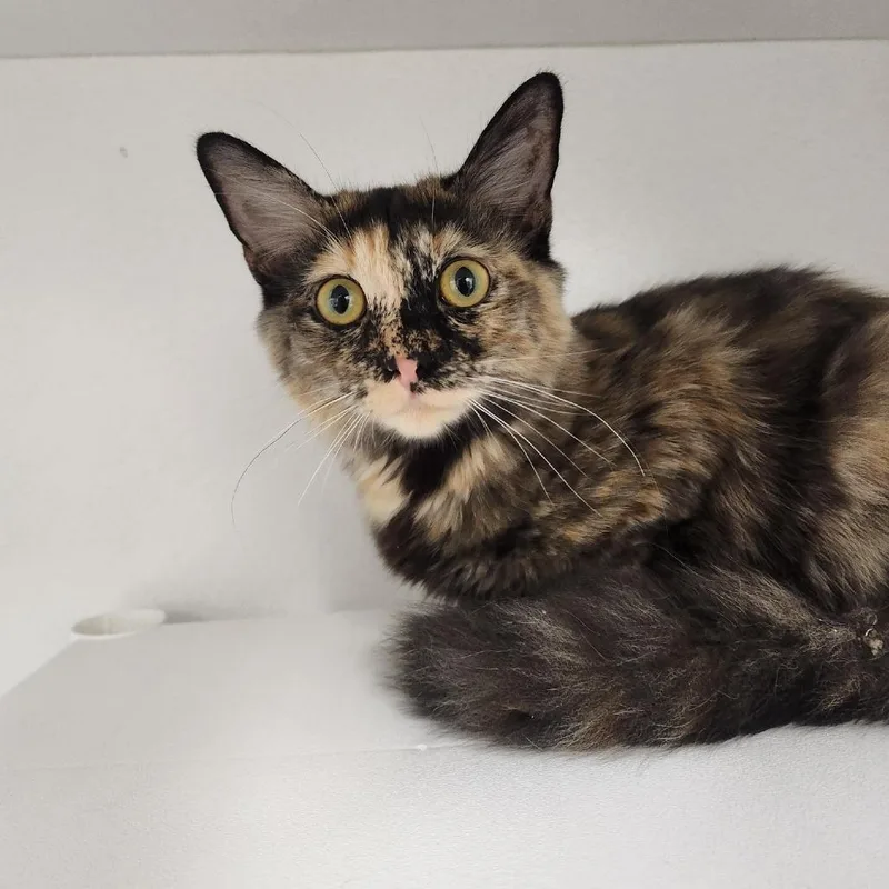 A baby medium-sized female Tortoiseshell Domestic Medium Hair cat named Princess for adoption in Colorado Springs, CO