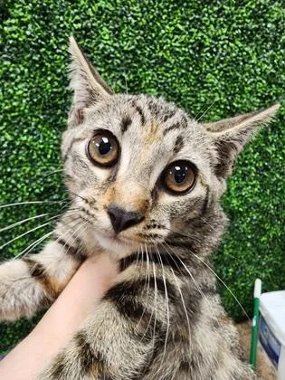 A baby small-sized female Domestic Short Hair cat named Stone $ @ Petsmart for adoption in Seneca, SC
