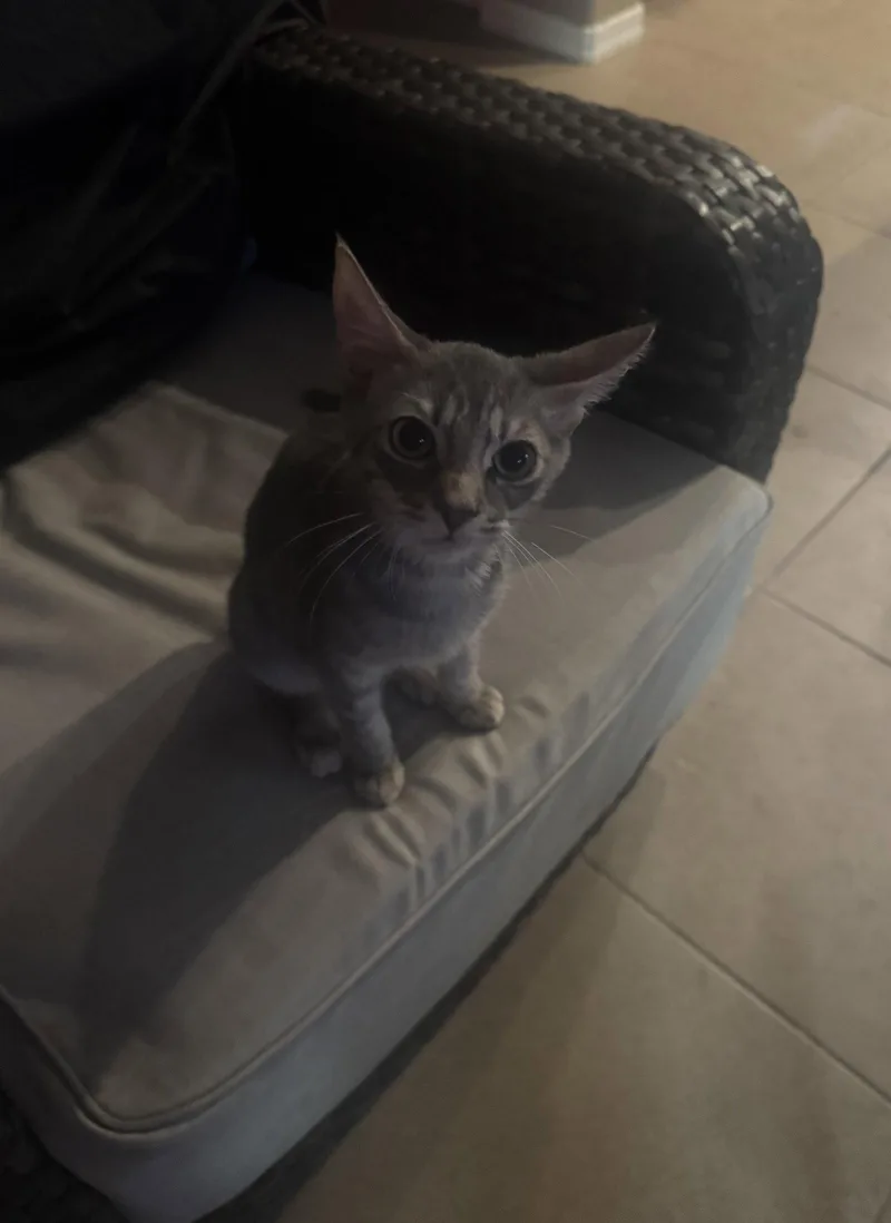 A young medium-sized male Tabby (Gray / Blue / Silver) Tabby cat named Sterling for adoption in Chandler, AZ