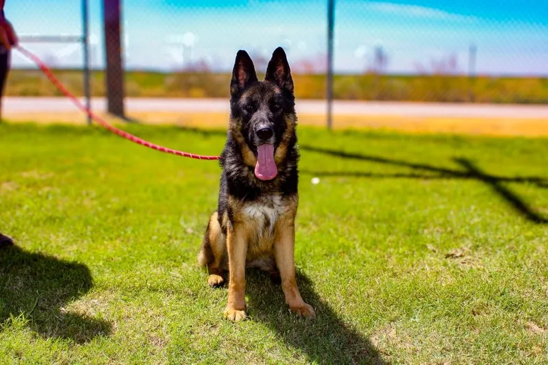 An adult large-sized female German Shepherd Dog dog named Kara for adoption in McFarland, CA