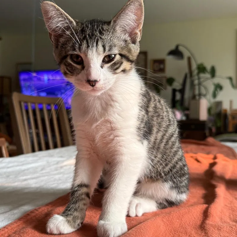 A baby small-sized male Brown / Chocolate Domestic Short Hair cat named Luke for adoption in Wheeling, IL