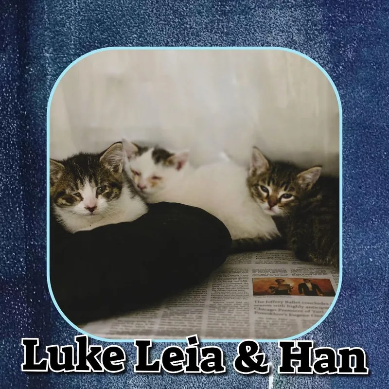 Luke thumbnail 4