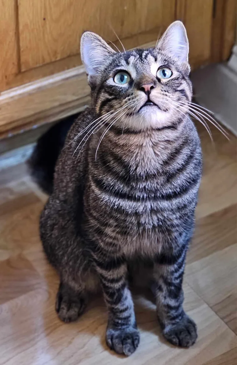 Rocky Bearboa thumbnail 2