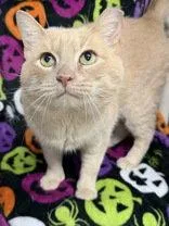 An adult large-sized male Domestic Short Hair cat named 7218 (Max) for adoption in Lake City, MI