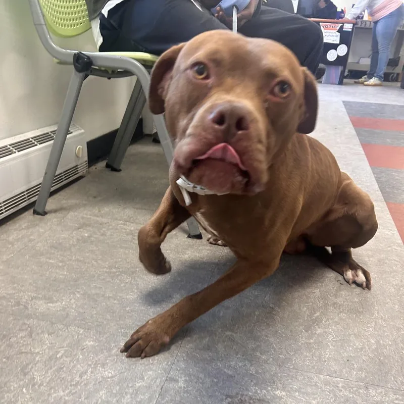 An adult large-sized male Brown / Chocolate Pit Bull Terrier dog named Thunder for adoption in Philadelphia, PA