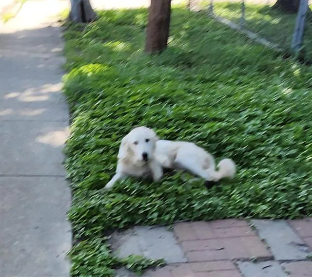 A young large-sized male Great Pyrenees dog named Fluffy for adoption in San Antonio, TX