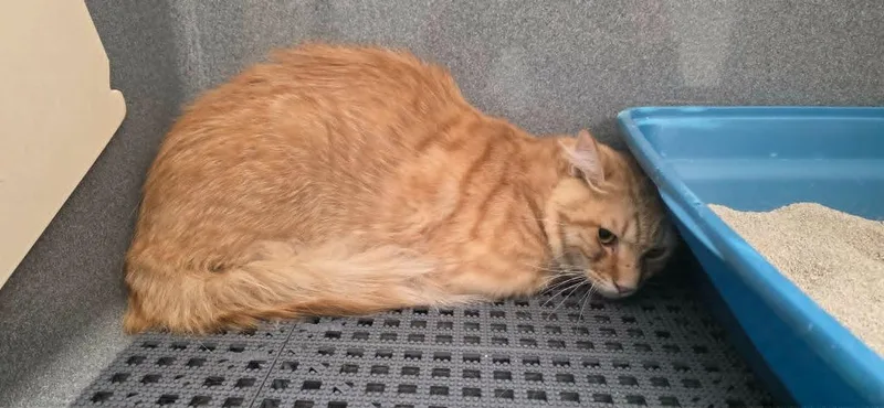 Karma