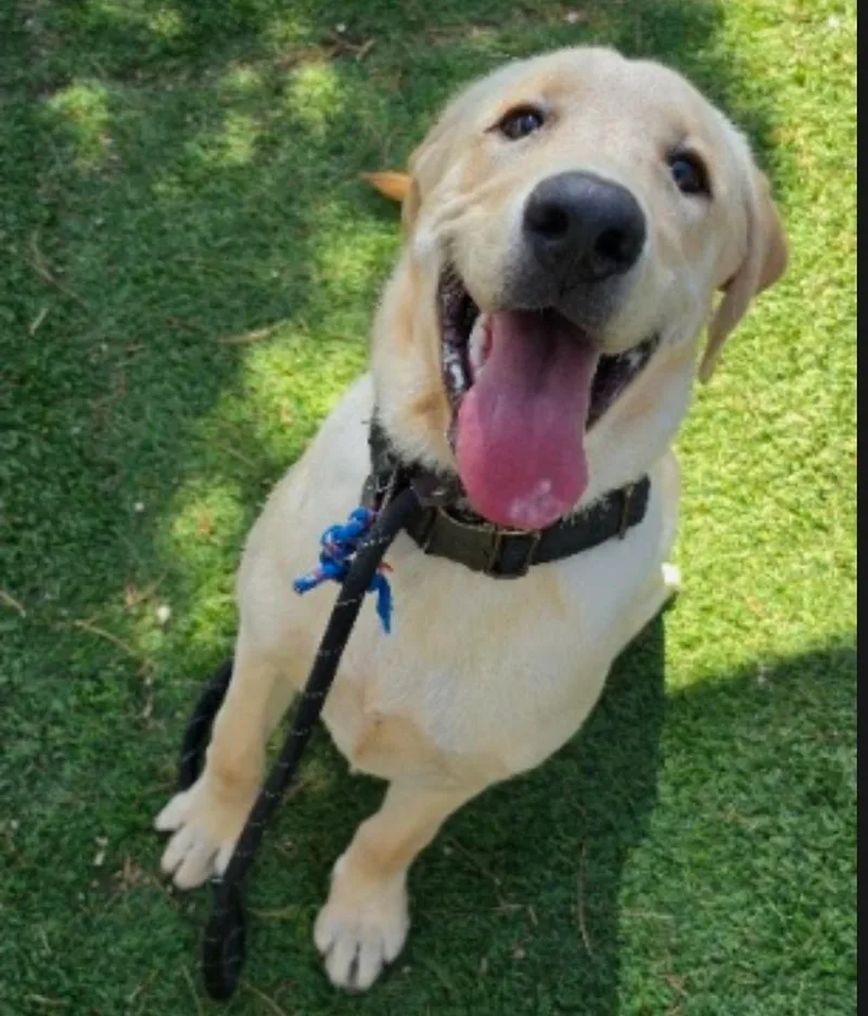 A young large-sized male Brown / Chocolate Labrador Retriever dog named Riggs for adoption in Sedalia, CO